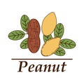 Vector peanut logo in cartoon style.